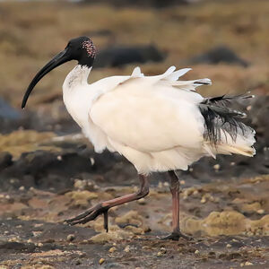 Ibis à cou noir