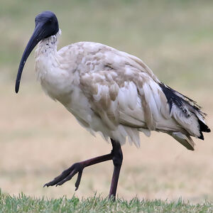 Ibis à cou noir