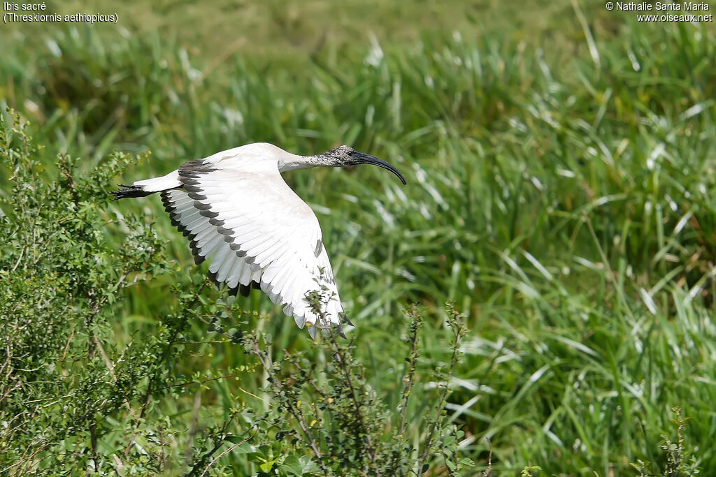 Ibis sacréimmature, identification, habitat, Vol