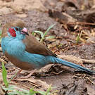 Cordonbleu à joues rouges