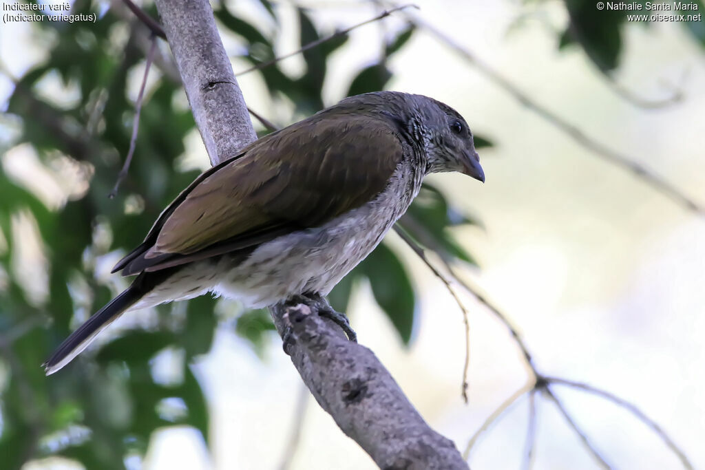 Scaly-throated Honeyguide, identification, habitat