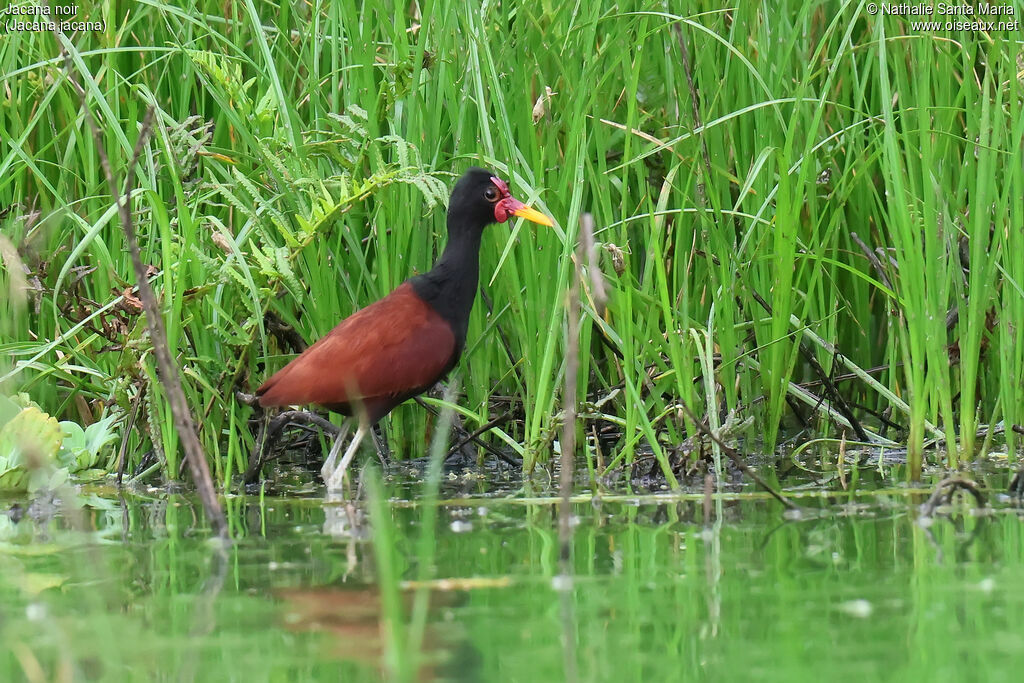Jacana noiradulte, identification