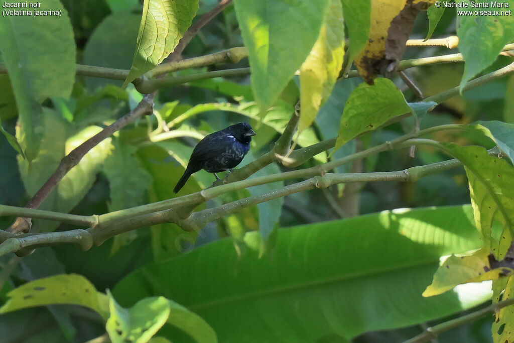 Jacarini noir mâle adulte, identification