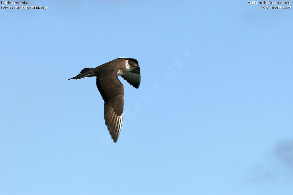 Parasitic Jaegeradult, Flight