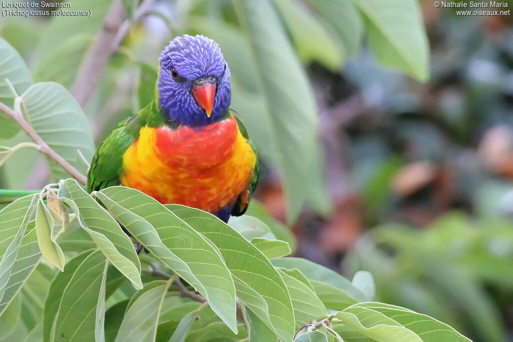 Rainbow Lorikeetadult, identification