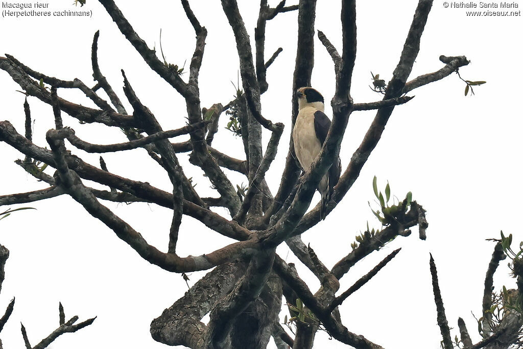 Macagua rieuradulte, habitat
