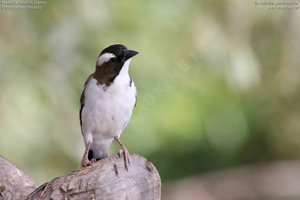 White-browed Sparrow-Weaveradult, identification