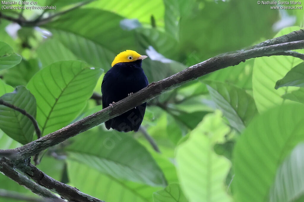 Golden-headed Manakin