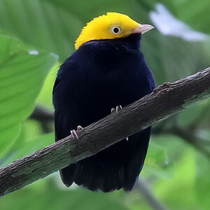Manakin à tête d'or