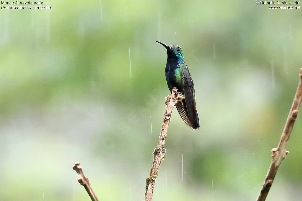Mango à cravate noire mâle adulte, identification