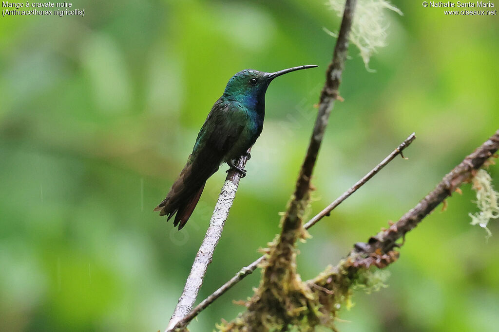 Mango à cravate noire