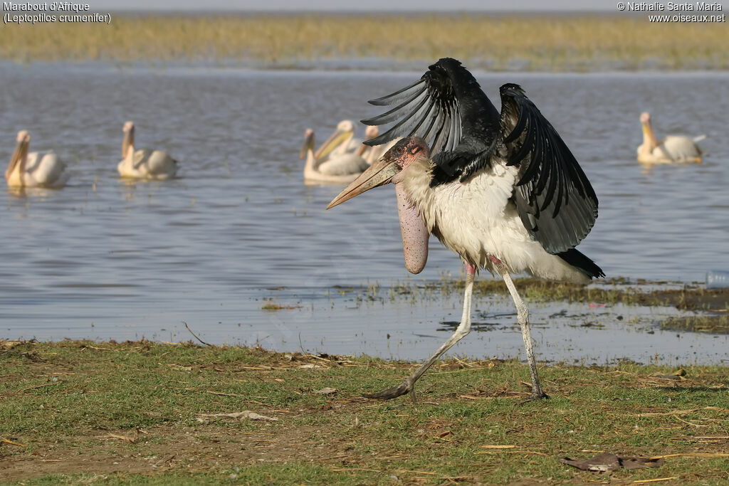 Marabou Storkadult breeding, identification, habitat, walking