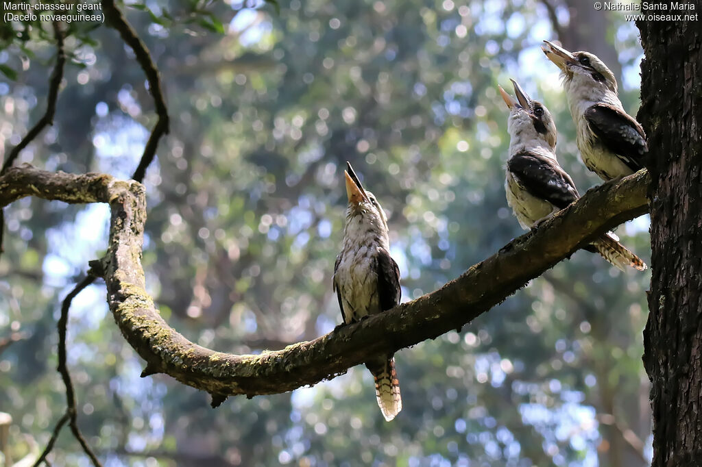 Martin-chasseur géantadulte, habitat, r. coloniale