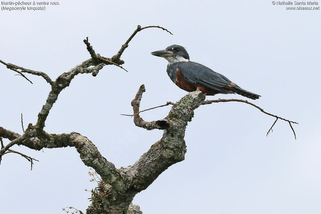 Martin-pêcheur à ventre roux femelle adulte, identification