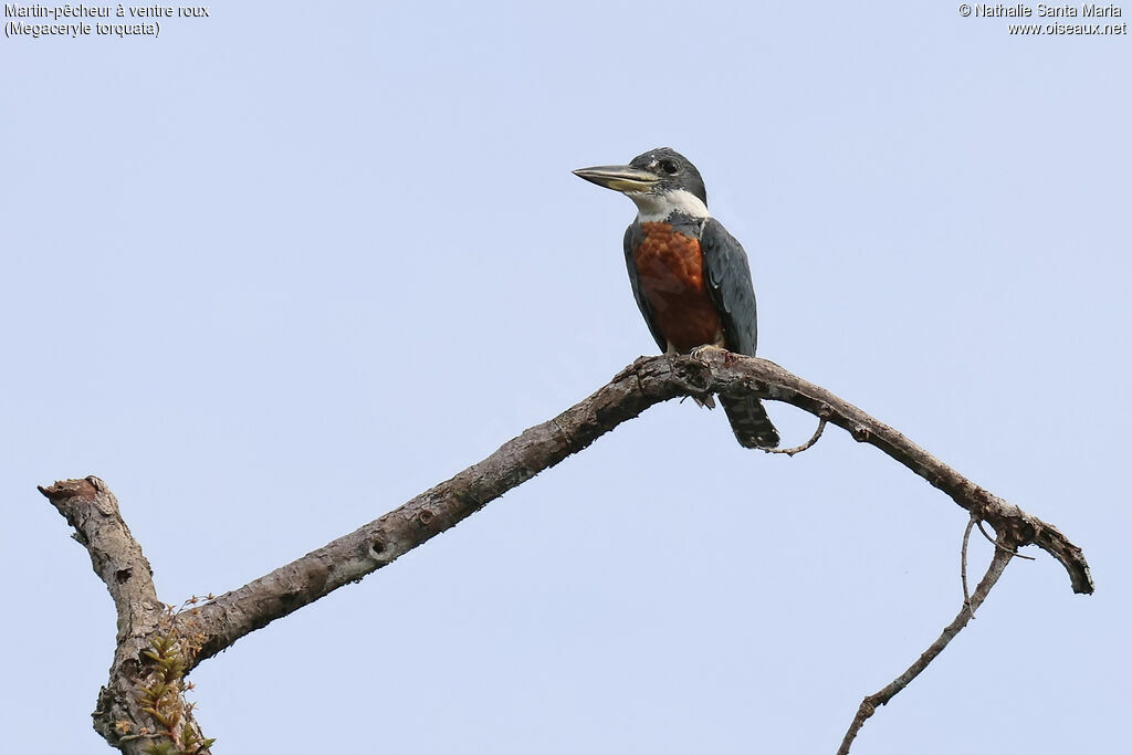 Martin-pêcheur à ventre roux mâle adulte, identification