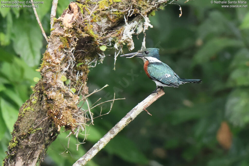 Martin-pêcheur d'Amazonie mâle adulte, identification