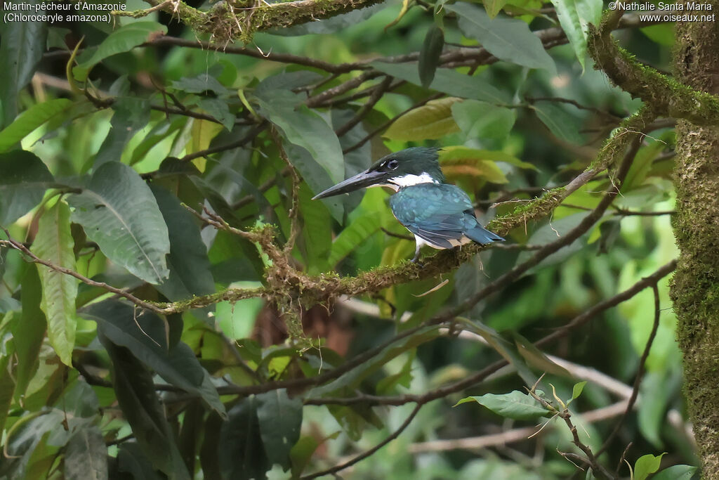 Martin-pêcheur d'Amazonie