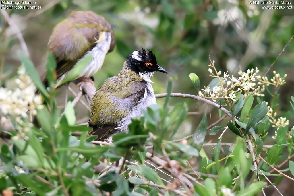 White-naped Honeyeateradult, care