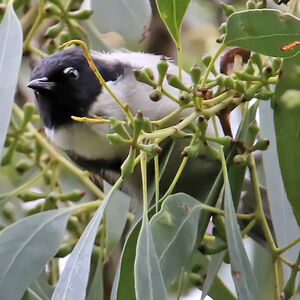 Méliphage à tête noire