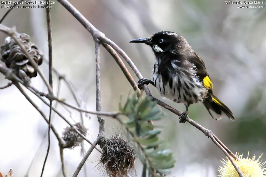 New Holland Honeyeateradult, identification