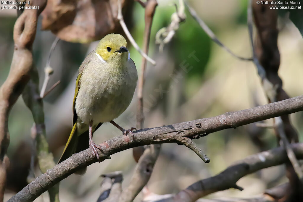 White-plumed Honeyeateradult breeding, identification