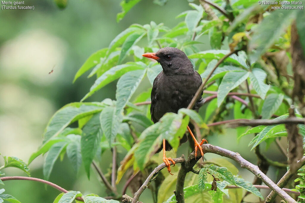 Merle géantimmature, identification