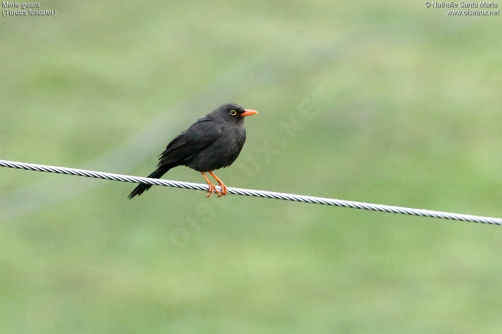 Great Thrush