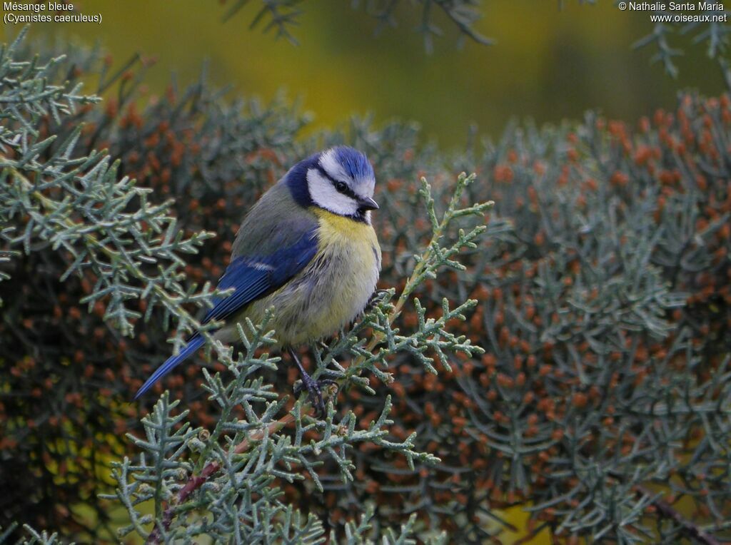 Eurasian Blue Titadult