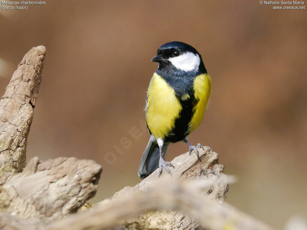 Great Tit male adult