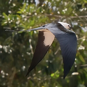 Milan à queue fourchue