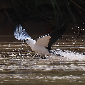 Milan à queue fourchue
