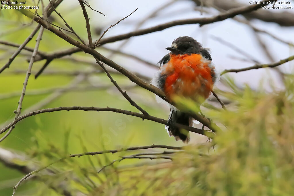 Flame Robin male adult, identification