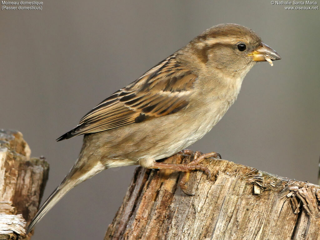 Moineau domestique femelle adulte, identification, mange, Comportement