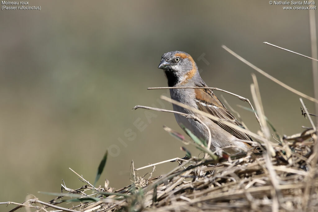 Moineau roux mâle adulte nuptial, identification, habitat