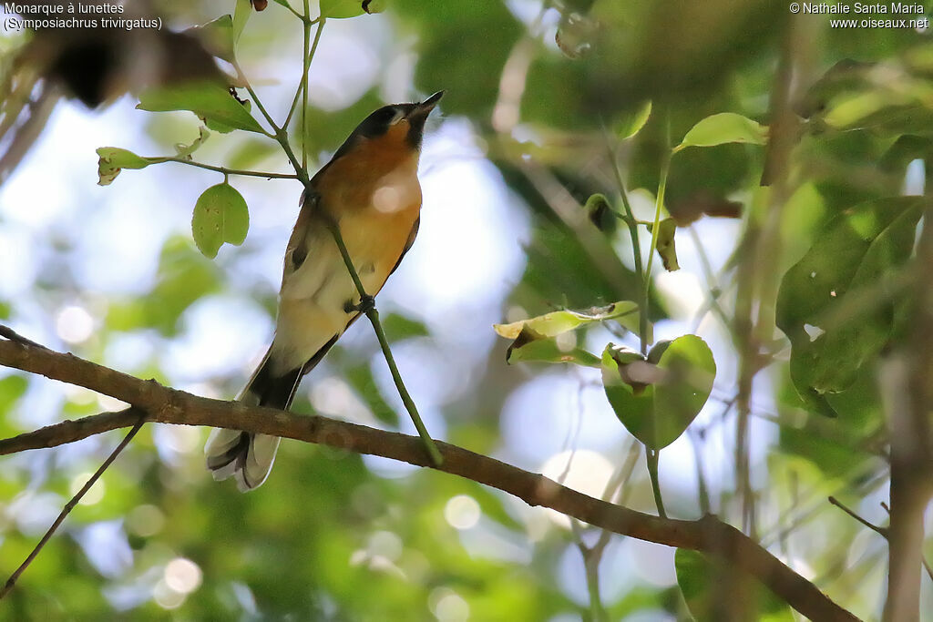 Spectacled Monarch male adult, habitat