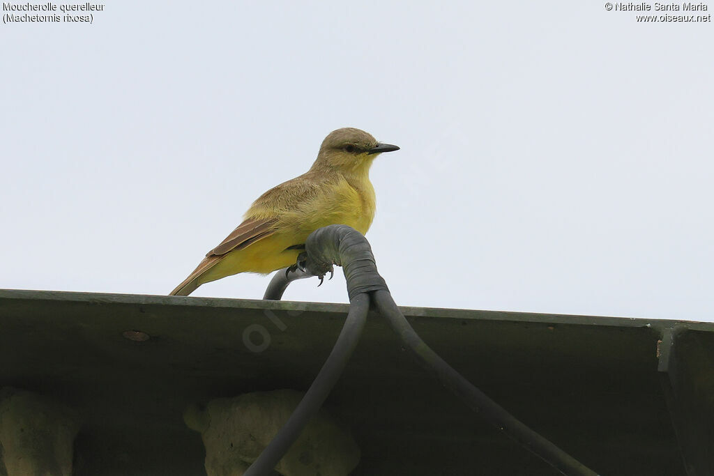 Moucherolle querelleur