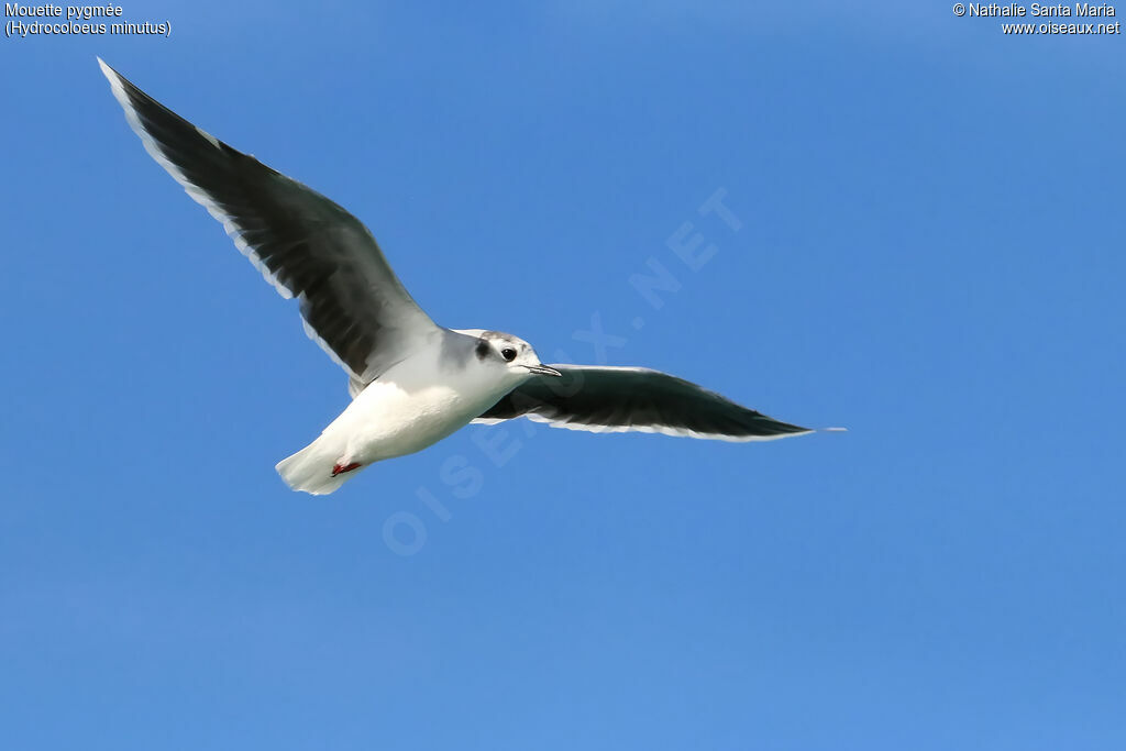 Mouette pygméeadulte internuptial, Vol