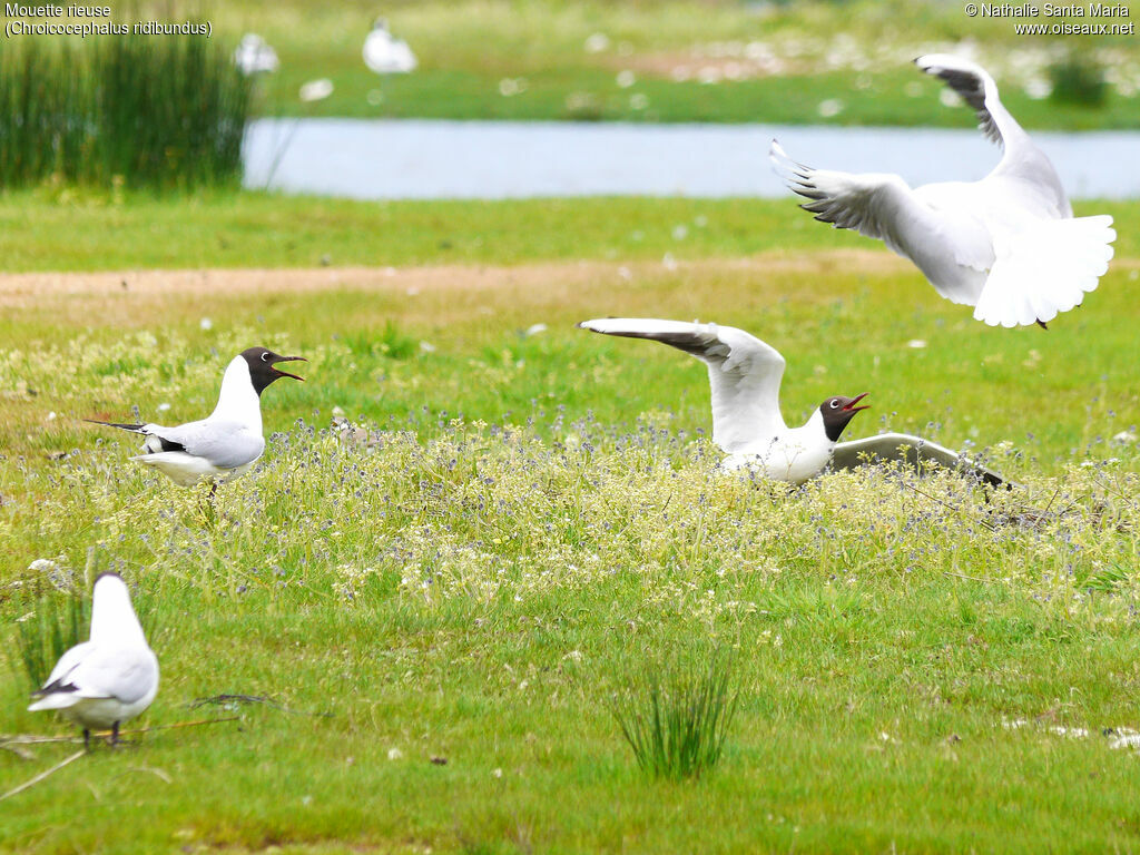 Black-headed Gulladult breeding, habitat, Reproduction-nesting, Behaviour