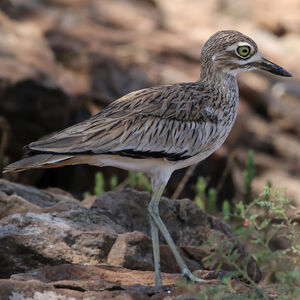 Oedicnème du Sénégal