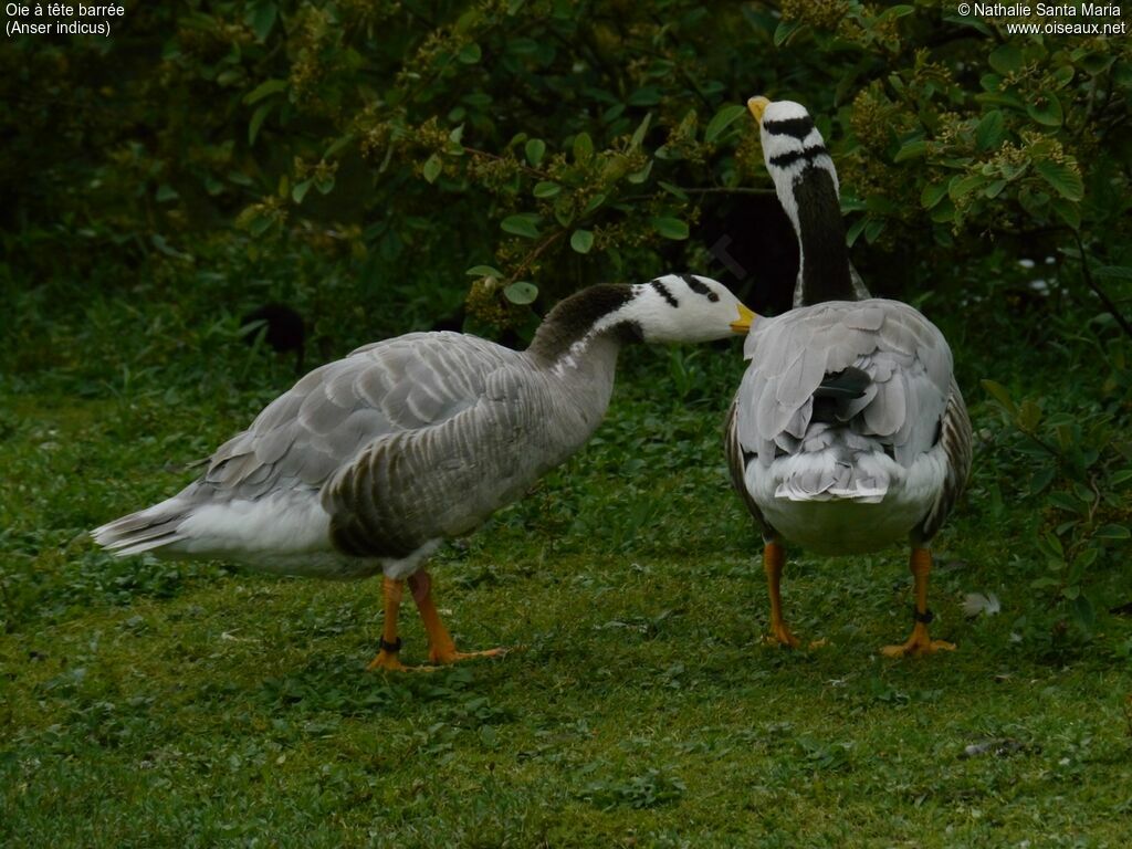 Oie à tête barréeadulte, identification, marche