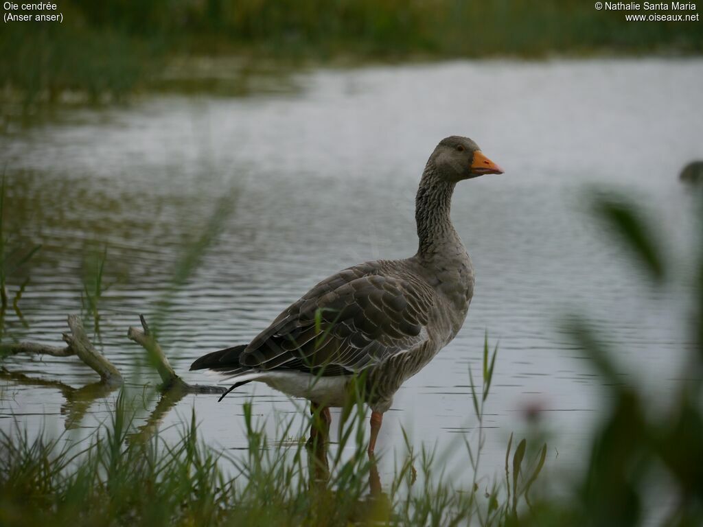Greylag Gooseadult