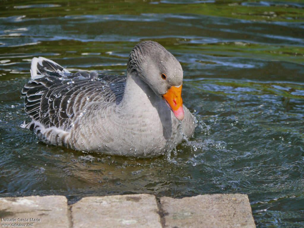 Greylag Gooseadult, care, Behaviour