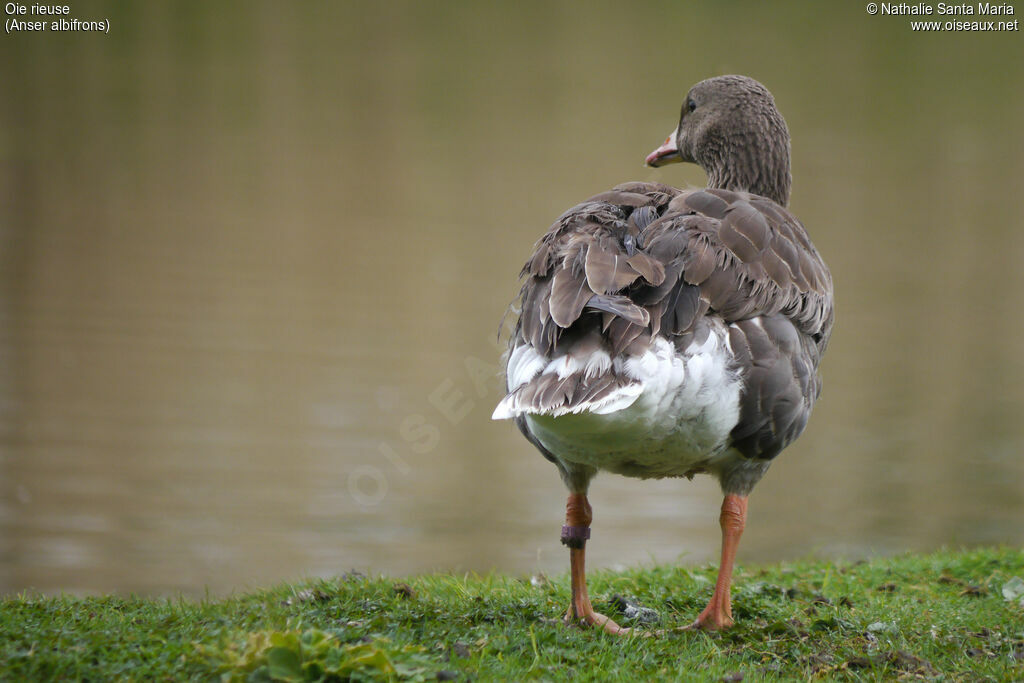 Greater White-fronted Goose, identification, habitat, Behaviour