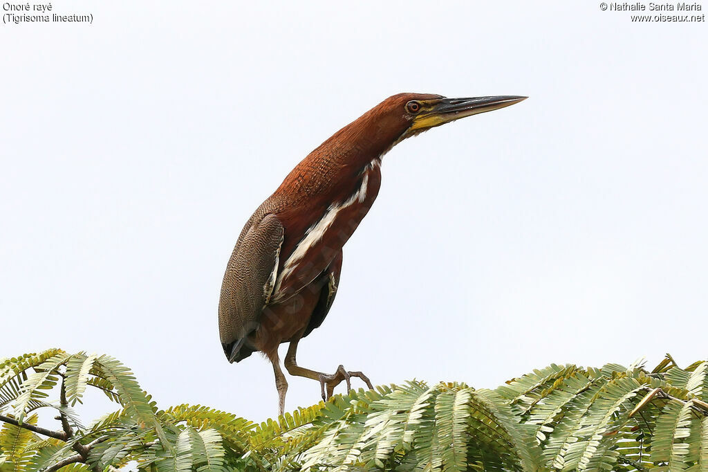Rufescent Tiger Heron
