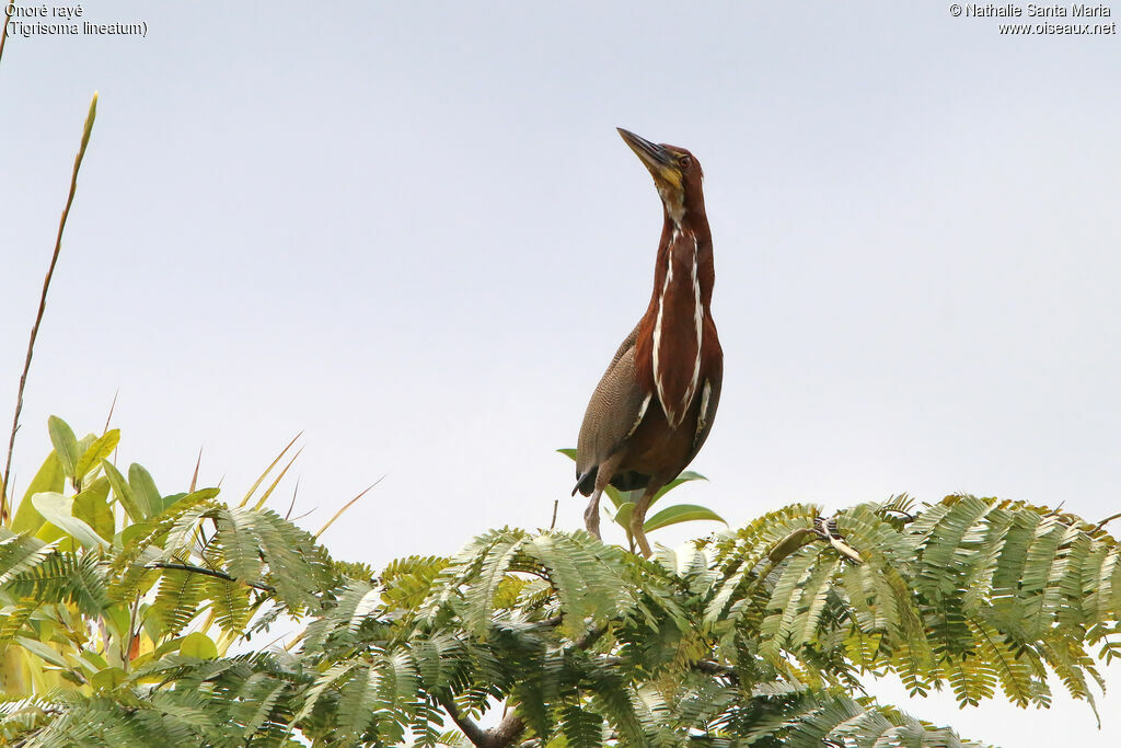 Rufescent Tiger Heron