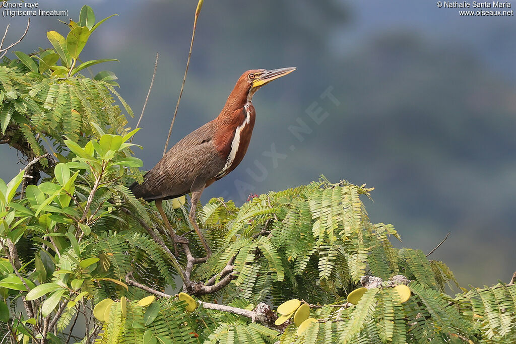 Rufescent Tiger Heron