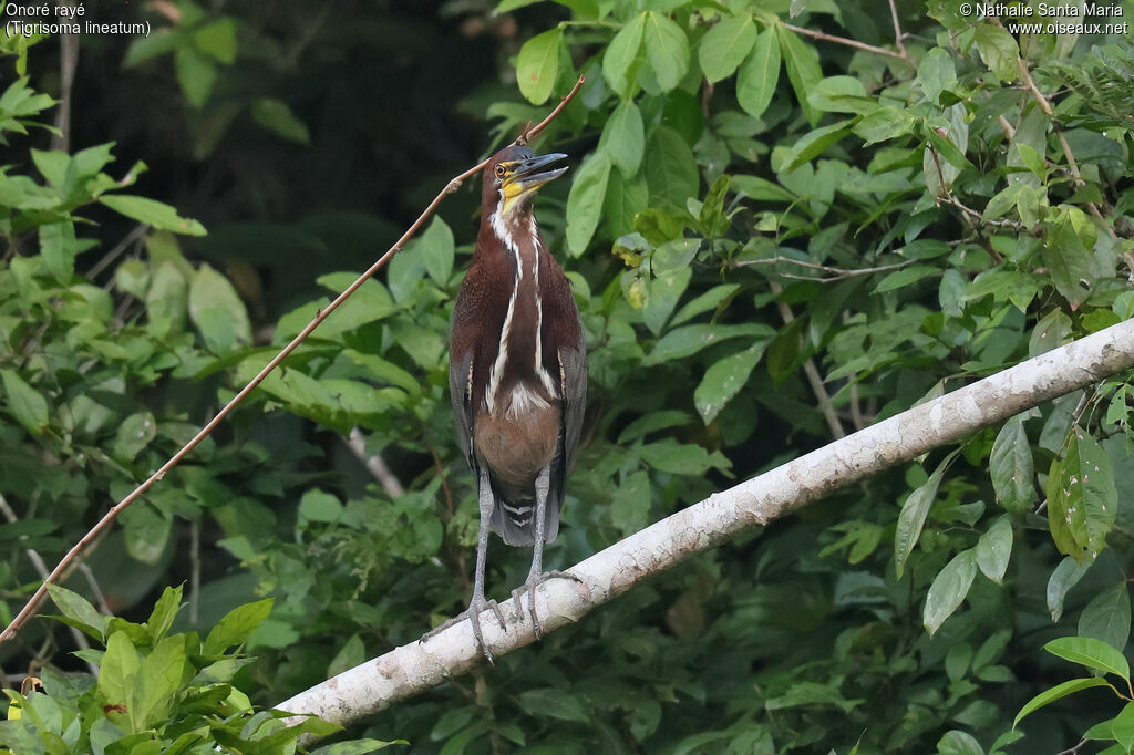 Rufescent Tiger Heron
