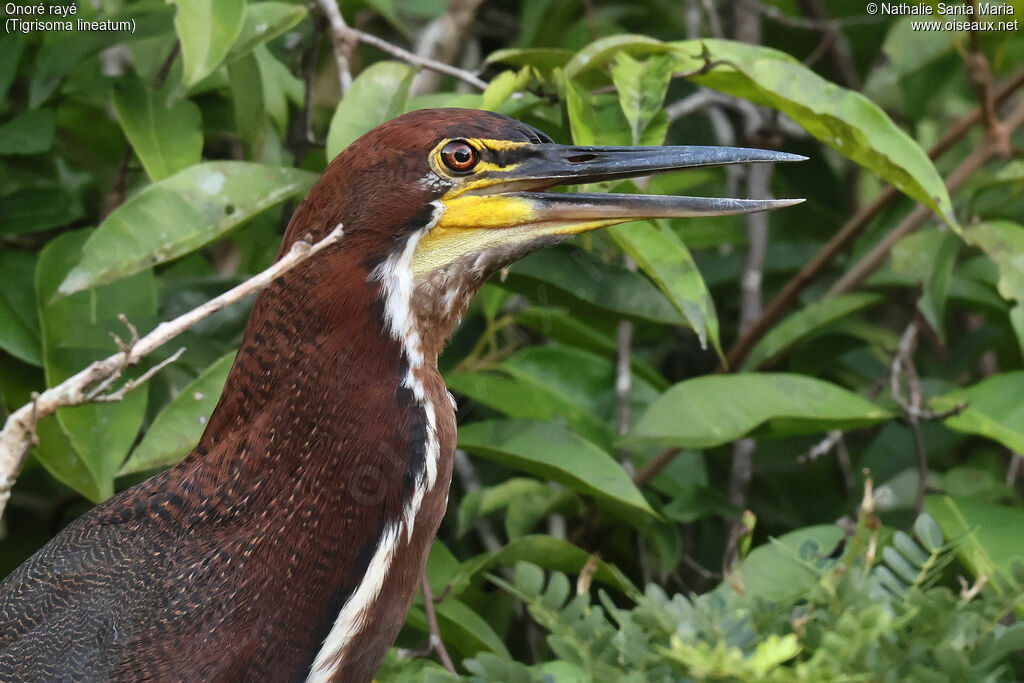 Rufescent Tiger Heron