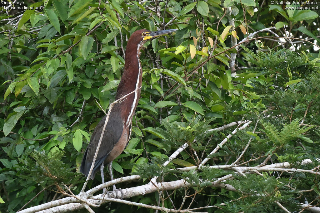 Rufescent Tiger Heron