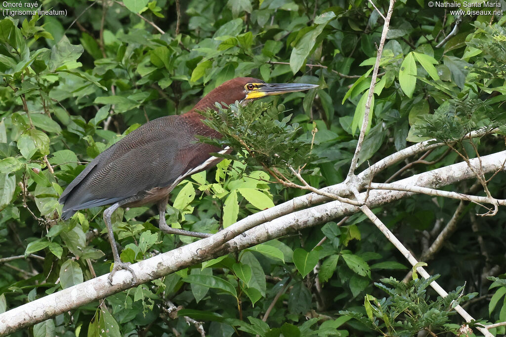 Onoré rayéadulte, identification, marche